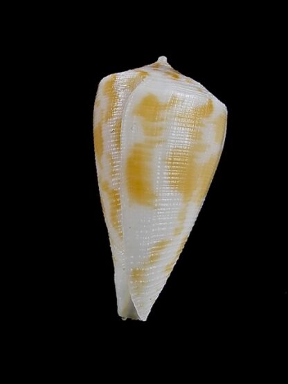 Conus limpusii 32,9 mm F+++/Gem-9626