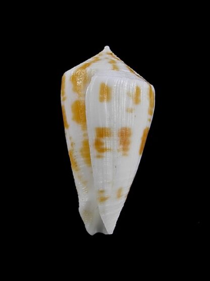Conus limpusii 34,8 mm F+++/Gem-9644