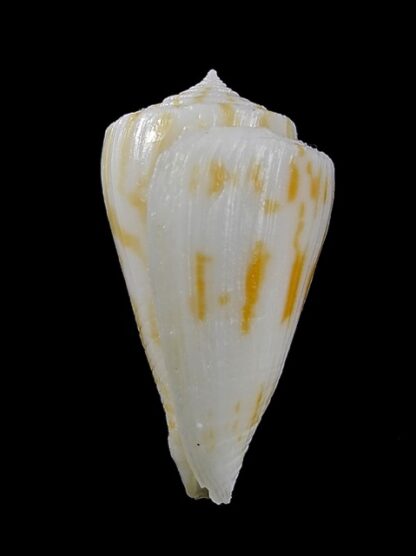 Conus colmani 39,8 mm F+++-9622