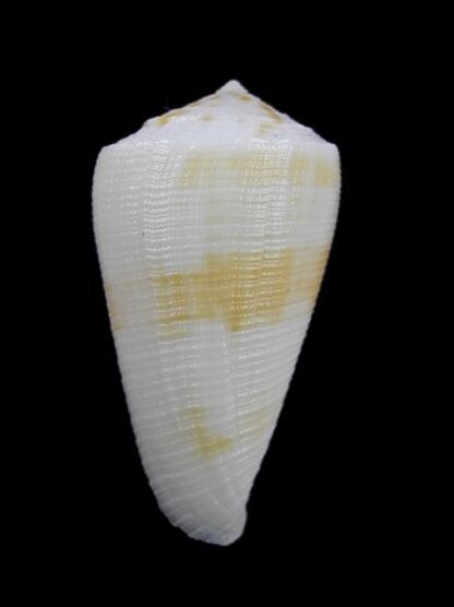 Conus limpusii f. albella 36,2 mm F+++/Gem-9664