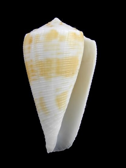 Conus limpusii f. albella 36,2 mm F+++/Gem-9667
