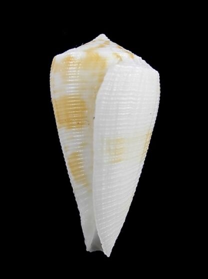 Conus limpusii f. albella 36,2 mm F+++/Gem-9666