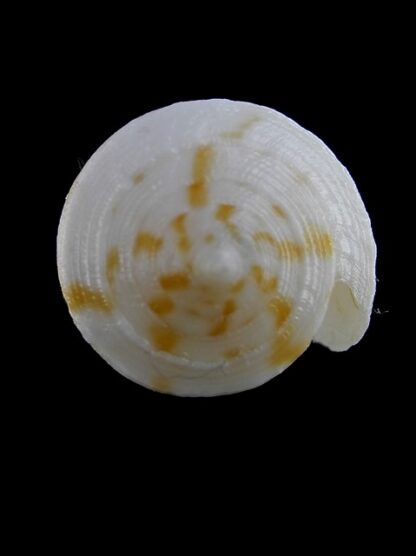 Conus limpusii f. albella 36,2 mm F+++/Gem-9663