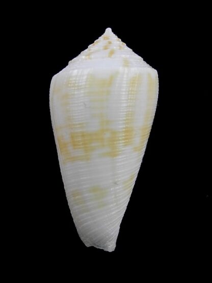 Conus limpusii f. albella 38,1 mm F+++/Gem-9676