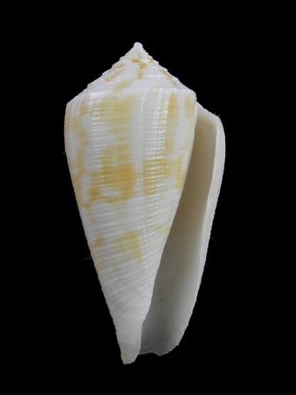 Conus limpusii f. albella 38,1 mm F+++/Gem-9674