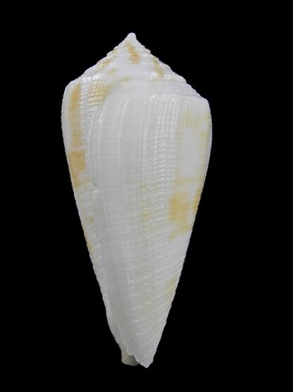 Conus limpusii f. albella 38,1 mm F+++/Gem-9677