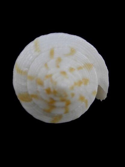 Conus limpusii f. albella 38,1 mm F+++/Gem-9673