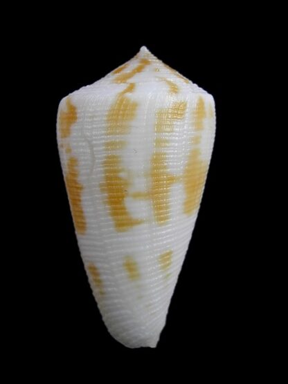 Conus limpusii 38,3 mm F+++/Gem-9654