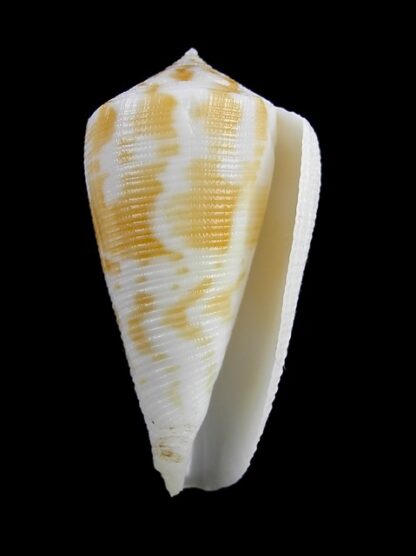 Conus limpusii 38,3 mm F+++/Gem-9655
