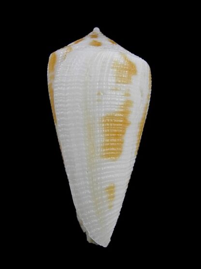Conus limpusii 38,3 mm F+++/Gem-9653