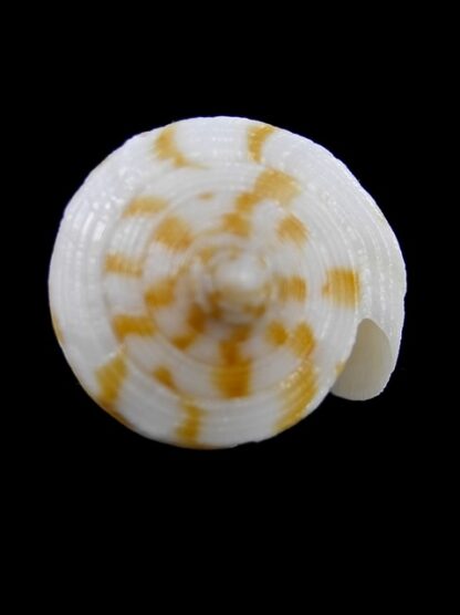 Conus limpusii 38,3 mm F+++/Gem-9657