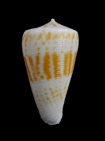 Conus limpusii 33,7 mm F+++/Gem-9636