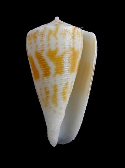 Conus limpusii 33,7 mm F+++/Gem-9634