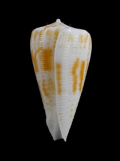 Conus limpusii 33,7 mm F+++/Gem-9637