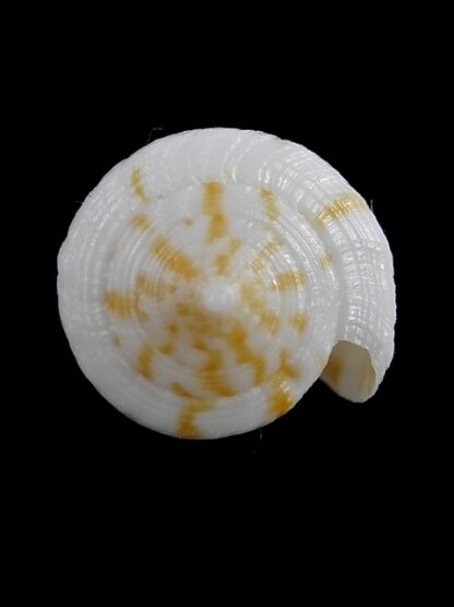 Conus limpusii 33,7 mm F+++/Gem-9633