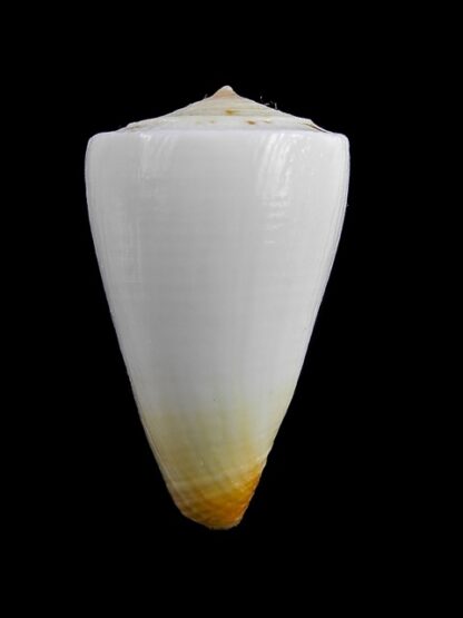Conus reductaspiralis 30,9 mm F+++/Gem-9696
