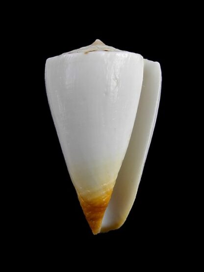 Conus reductaspiralis 30,9 mm F+++/Gem-9693