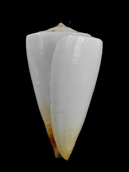 Conus reductaspiralis 30,9 mm F+++/Gem-9695