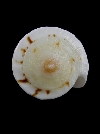 Conus reductaspiralis 30,9 mm F+++/Gem-9694
