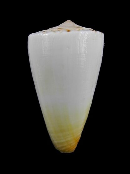 Conus reductaspiralis 33 mm F+++/Gem-9703
