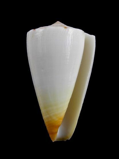 Conus reductaspiralis 33 mm F+++/Gem-9707