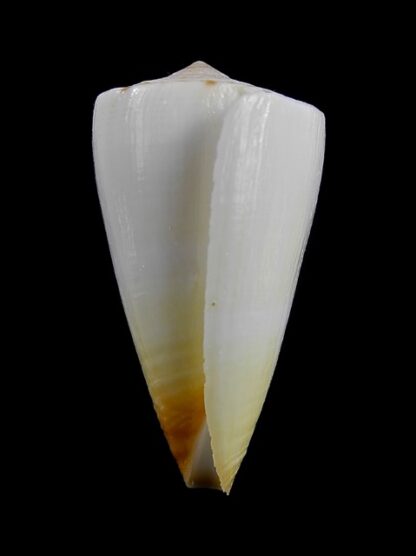 Conus reductaspiralis 33 mm F+++/Gem-9704