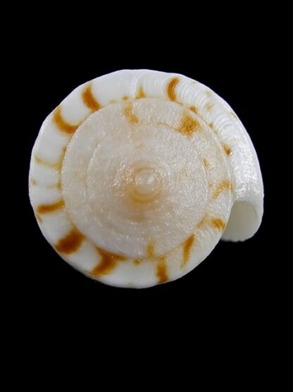 Conus reductaspiralis 33 mm F+++/Gem-9705
