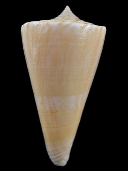 Conus nielsenae 44,3 mm F+++/Gem-10184