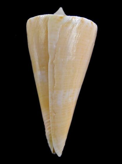 Conus nielsenae 44,3 mm F+++/Gem-10188