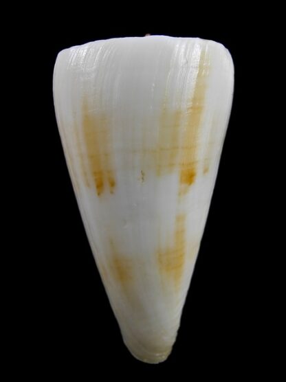 Conus recluzianus f. urashimanus 49,2 mm F+++/Gem-10180