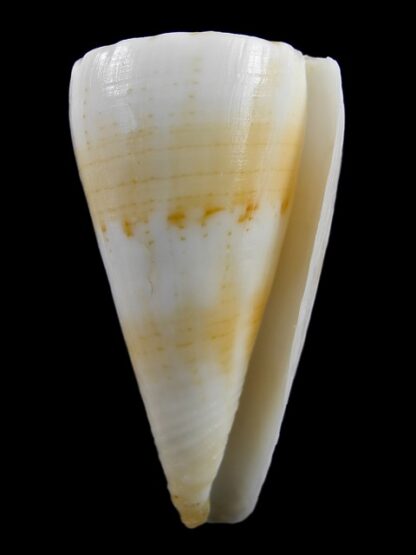Conus recluzianus f. urashimanus 49,2 mm F+++/Gem-10181