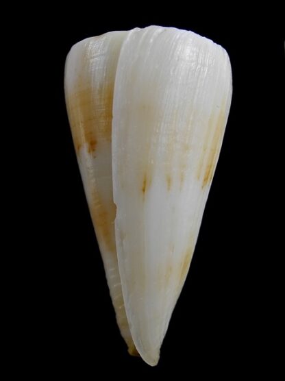 Conus recluzianus f. urashimanus 49,2 mm F+++/Gem-10183