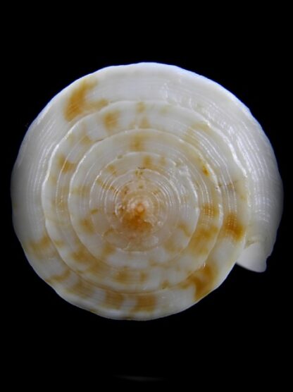 Conus recluzianus f. urashimanus 49,2 mm F+++/Gem-10179
