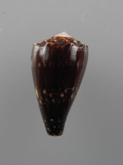 Conus bandanus f. nigressens 24,4 mm Gem-9994