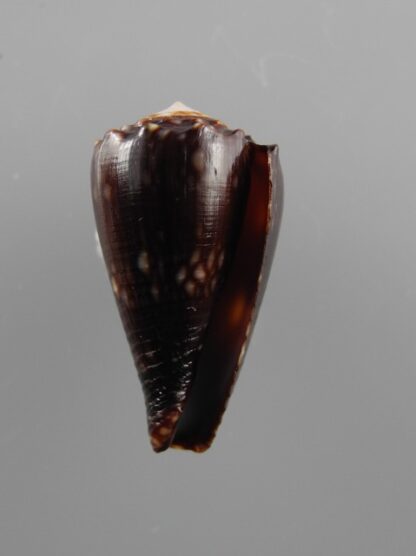 Conus bandanus f. nigressens 24,4 mm Gem-9995