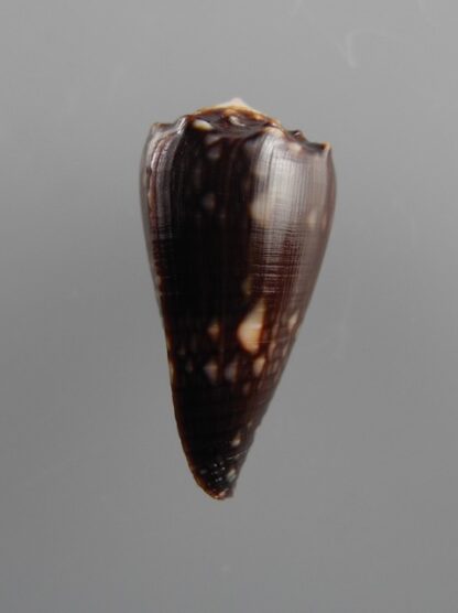 Conus bandanus f. nigressens 24,4 mm Gem-9991