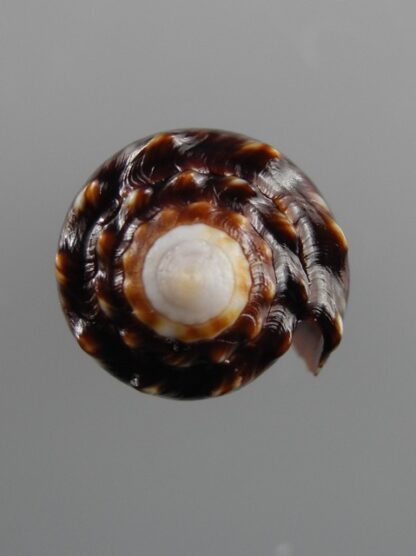 Conus bandanus f. nigressens 24,4 mm Gem-9992