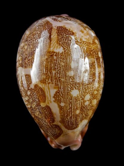 Leporicypraea mappa mappa from Queensland 68,7 mm F++/ F+++-9808