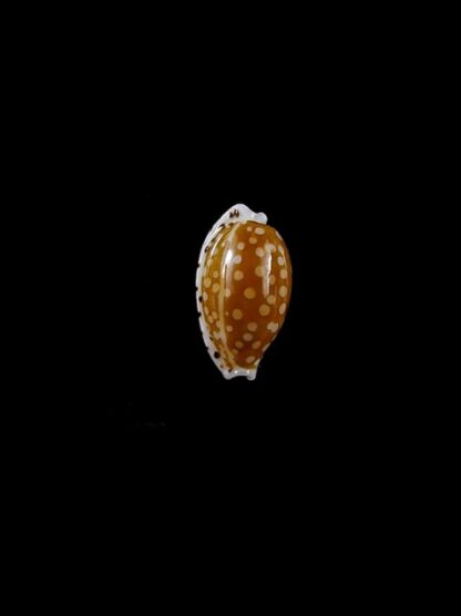 Cypraea taitae 11,2 mm Gem-0