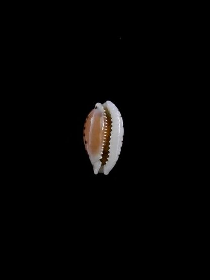 Cypraea taitae 11,2 mm Gem-10212