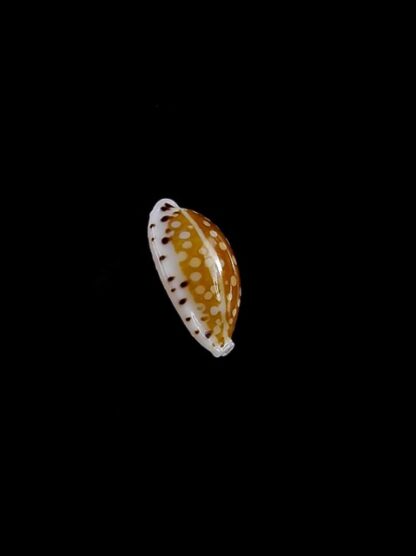 Cypraea taitae 11,2 mm Gem-10214