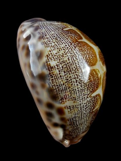 Cypraea mappa geographica rewa 63,3 mm Gem-9776