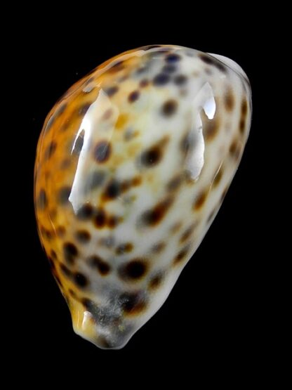 Cypraea tigris "Rusty " 72,5 mm Gem-9795