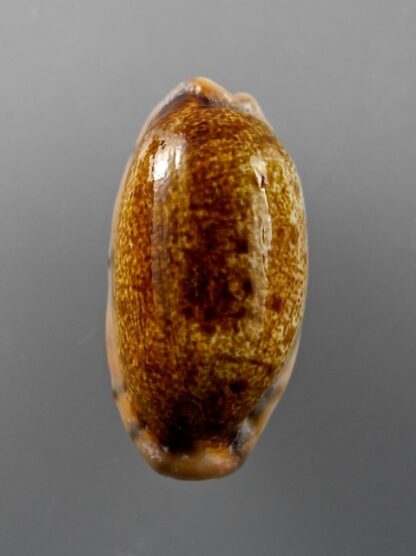 Cypraea caurica N. & R. 43,3 mm Gem-9841