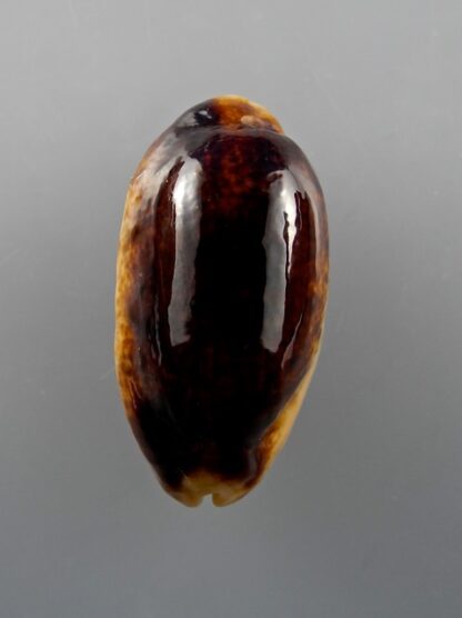 Cypraea caurica N. & R. 43,5 mm Gem-9854