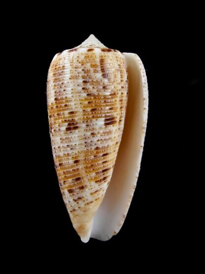 Conus nimbosus 38,5 mm Gem-10058