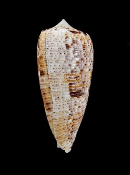 Conus nimbosus 38,5 mm Gem-10057