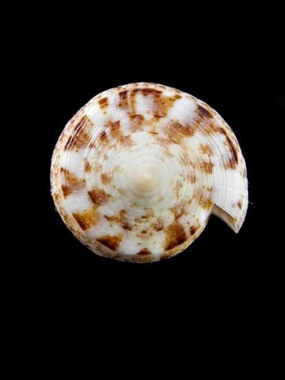 Conus nimbosus 38,5 mm Gem-10056