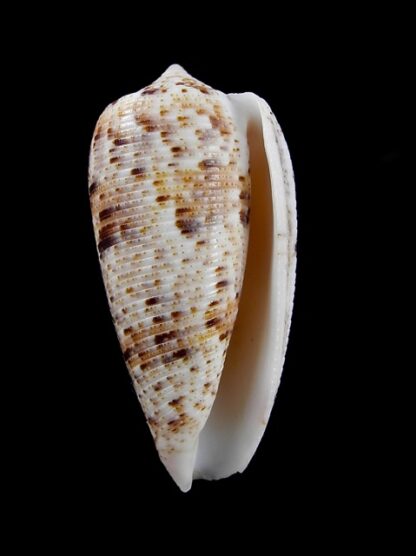 Conus nimbosus 40 mm Gem-10068