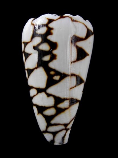 Conus marmoreus suffusus f. batard.. 46,3 mm Gem-10094